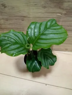 ジョニー様 リクエスト 2点 まとめ商品