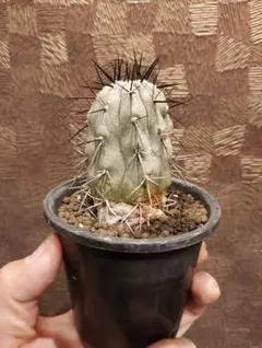 2026年最新】コピアポアの人気アイテム - メルカリ