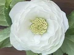 サマーソング 6号スリット ER 芽接ぎ苗 バラ イングリッシュローズ