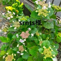 美品　エテ　ete ハグ　イヤリング　イヤーカフ　シルバー