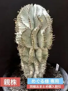 2025年最新】ユーフォルビア ホリダの人気アイテム - メルカリ