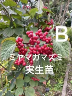 山野草 チョウジガマズミ 20cm強苗木 小苗 挿し木苗 - メルカリ