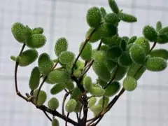 b180 多肉植物 ドロサンテマム 蜜橘 カット苗 1カットのサムネイル
