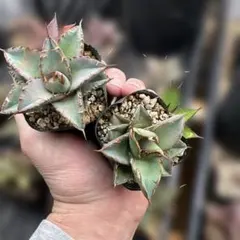 アガベ　オテロイ2個セット