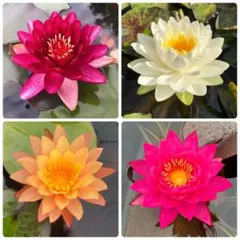 2026年最新】熱帯性睡蓮の人気アイテム - メルカリ