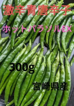 宮崎県産《新鮮》青唐辛子【ホットパラソルEX】(激辛)300gのサムネイル