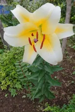 주말에는 가격 인하 중입니다 ❣ 내년도 콘카 돌 치비 묘목 ✿ ✿