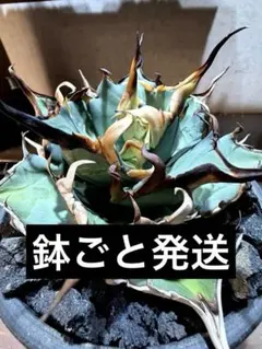 2026年最新】インフェルノ アガベの人気アイテム - メルカリ