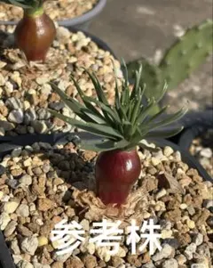 2026年最新】ゲチリスの人気アイテム - メルカリ