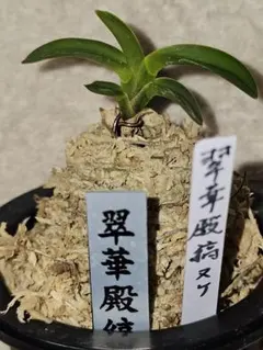 富貴蘭「総ルビー根翠華殿白縞」2本立ち hamamatsu-yoneyama_fukit0018