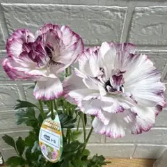 2026年最新】ラナンキュラスイカロスパープルの人気アイテム - メルカリ