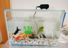 GEX 40cm　ガラス水槽　基本的に手渡し(東京都)ですが、配達も可能ですのサムネイル
