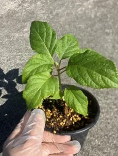 アナベル　白花　紫陽花　苗