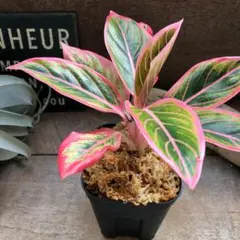 2026年最新】アグラオネマピンクの人気アイテム - メルカリ