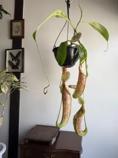 瞭*様 ウツボカズラ ネペンテス N.ハマタ 2芽立ち 食虫植物 - メルカリ