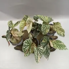 MS495 モンステラ・ミント・バリエガータ 5株セット - メルカリ