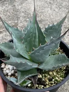 Agave 'Sierra Azul' アガベ シエラアズール - メルカリ
