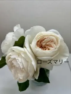 バラ苗　ローズマリーのサムネイル