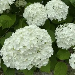 アナベル③ 白いアジサイ 挿し芽苗 アメリカ紫陽花 抜き苗1本 - メルカリ