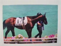 【競馬写真】パドック厳選5枚セット（L版・高画質）