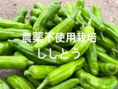 農薬不使用栽培 ししとう 500g不揃いのサムネイル