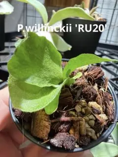 数量限定】P.Willinckii 'Calm' spore/ビカクシダ - メルカリ