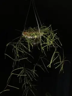 green_m様 リクエスト 2点 まとめ商品