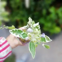 斑入り、ミニ盆栽、盆栽、植木、植物、雑木、山野草、花物盆栽、実物盆栽、盆栽鉢のサムネイル