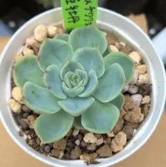多肉植物 エケベリア 優木園さん苗 HALKAさん苗セット - メルカリ
