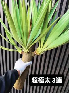 2026年最新】ユッカ グロリオサの人気アイテム - メルカリ