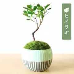 2026年最新】柊の盆栽の人気アイテム - メルカリ