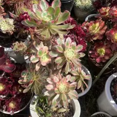 多肉植物。ラス錦法師錦抜き苗（高さ60cm） 多肉植物。 法師錦6種抜き苗 - メルカリ