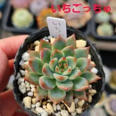 莓様 リクエスト 2点 まとめ商品