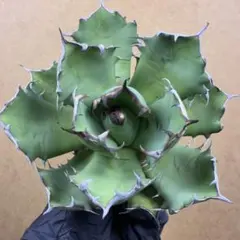 【goodraniku】激レア　ハイブリッド　血雷×姫厳竜 2025年最新】姫厳竜の人気アイテム - メルカリ