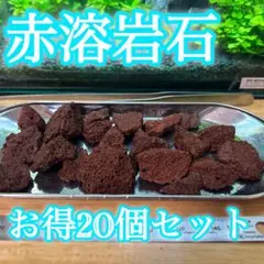 2026年最新】ブセファランドラ セットの人気アイテム - メルカリ