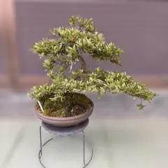 ミニ薔薇 モッコウバラ 白花 盆栽 まるり鉢 - メルカリ