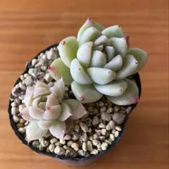 多肉植物 白牡丹 葉挿しっ子 - メルカリ