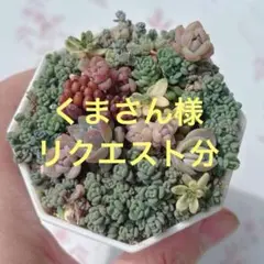 ちっちゃな多肉の寄せ植え（エケベリア・セダム）