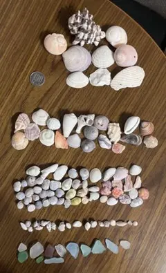 大小様々貝殻・シーグラス　セット