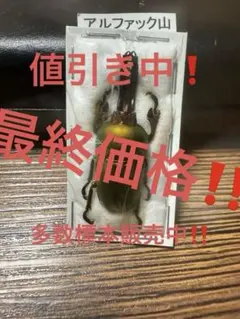 村山輝記採集・製作クワガタ調査標本No.192（流出品）