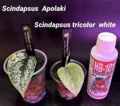 2026年最新】スキンダプサス トリカラーの人気アイテム - メルカリ