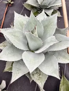 Agave ovatifolia 'Moby' アガベ オバティフォリア TC - メルカリ