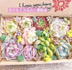 Kaka様 リクエスト 2点 まとめ商品