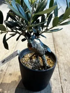 万年青　三光鳳　羅紗系　銘鑑最上段　芋吹き　おもと 万年青 三光鳳 羅紗系 銘鑑最上段 芋吹き おもと - メルカリ