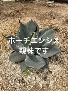 アガベ ハイブリッド ポタトラム パリー イシスメンシス パラサナ
