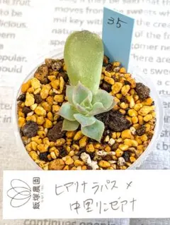 2026年最新】中里リンゼアナの人気アイテム - メルカリ