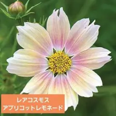どんどんどるちぇ様 リクエスト 3点 まとめ商品
