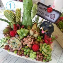 しじみ様 専用ページ　3個　多肉植物　寄せ植え（韓国多肉入り） そのまま飾れる