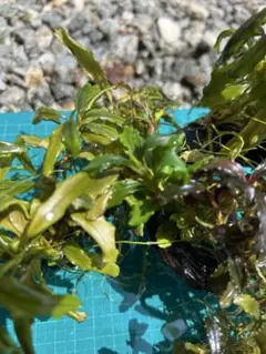 Bucephalandra sp. Sintang-5D 水草 タグ付き - メルカリ