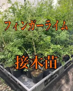 フィンガーライム【リックスレッド】苗 ピンク柑橘 果実 苗木 接木